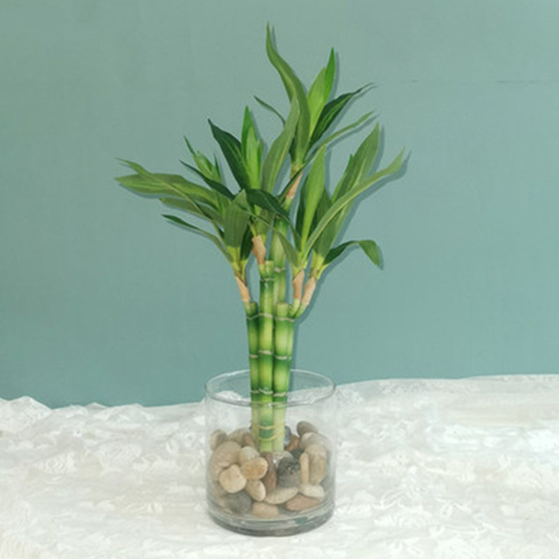 Aquarium Plant Nursery - Yeni 40cm Yapay Şanslı Bambu Sukulent