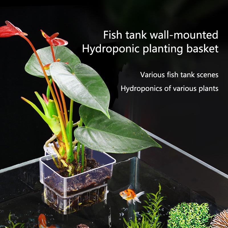 Aquarium Planted Set Up - Akvaryum Hidroponik Dikim Kabı 2 5
