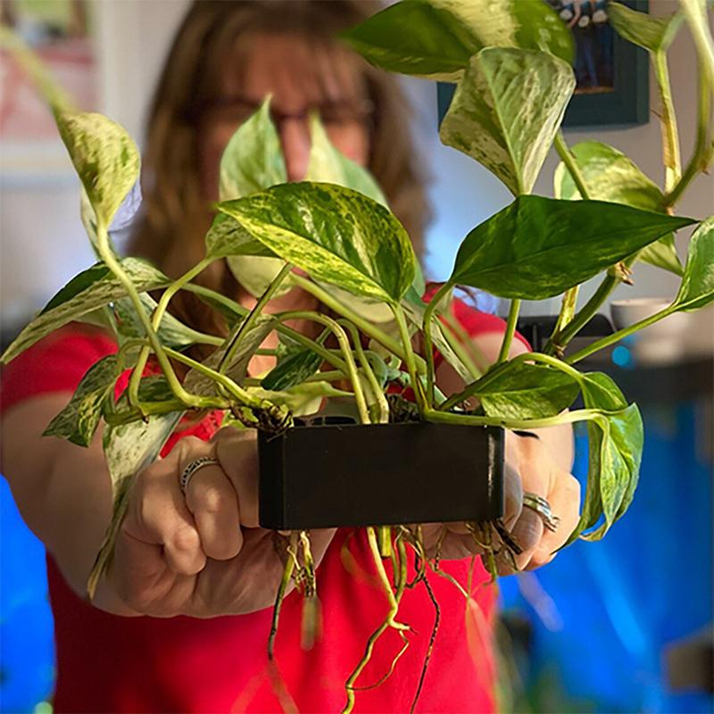 Aquarium Planted Set Up - 1 2 3 Adet Akvaryum Bitki