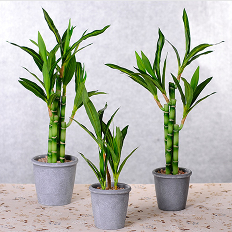 Yeni 40cm Yapay Şanslı Bambu S - Aquarium Plant Nursery incelemesi ve fiyatı