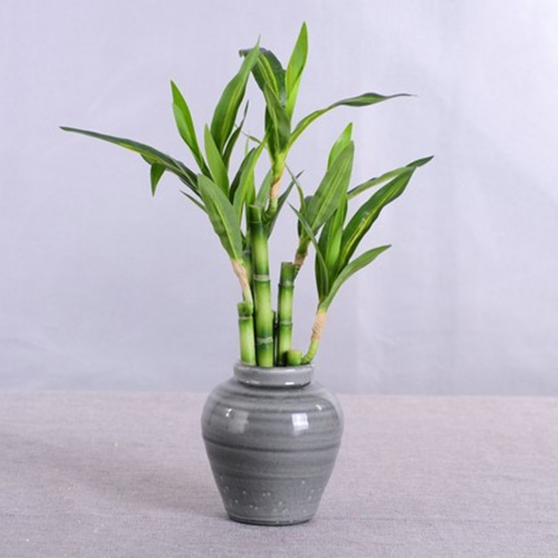 Yeni 40cm Yapay Şanslı Bambu S - Aquarium Plant Nursery incelemesi ve fiyatı