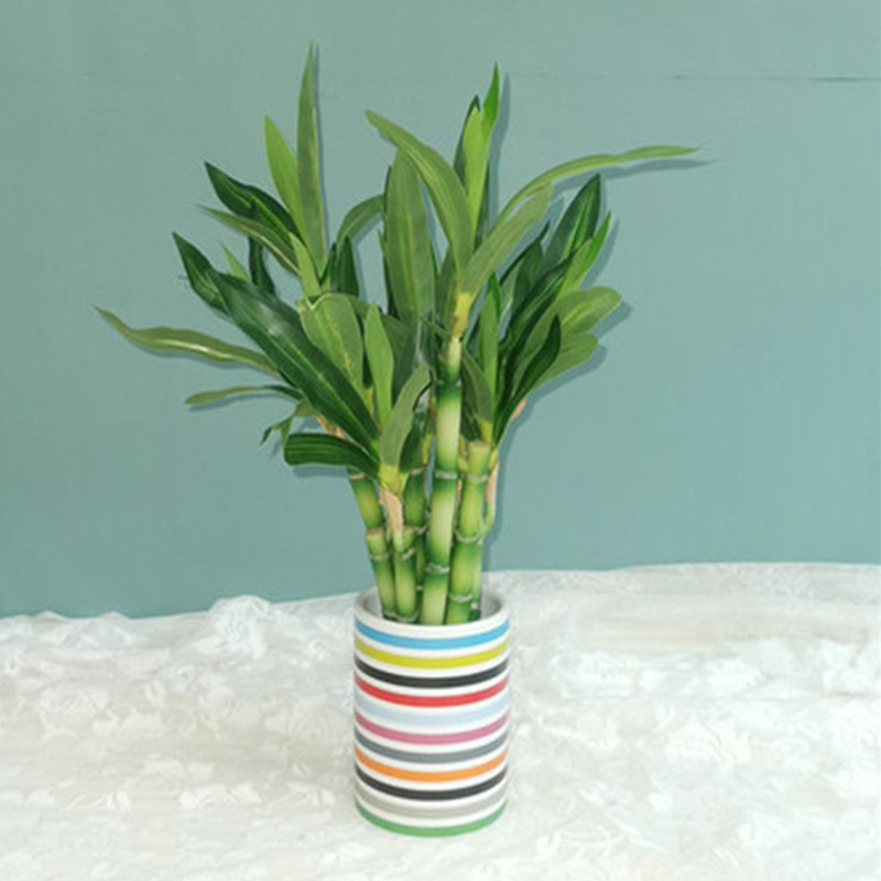 Yeni 40cm Yapay Şanslı Bambu S - Aquarium Plant Nursery incelemesi ve fiyatı