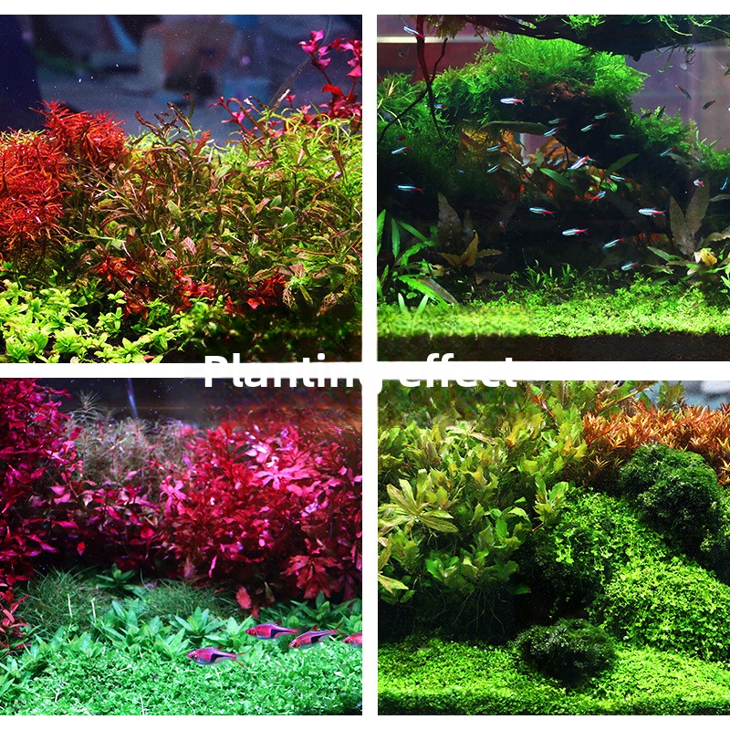 SYSENCIAGA Dikilmiş Akvaryum S - Aquarium Plant Gravel incelemesi ve fiyatı