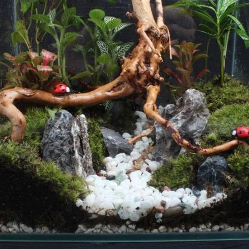Doğal Ağaç Gövdesi Driftwood a - Planted Aquarium Making incelemesi ve fiyatı